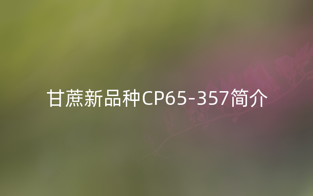 甘蔗新品种CP65-357简介
