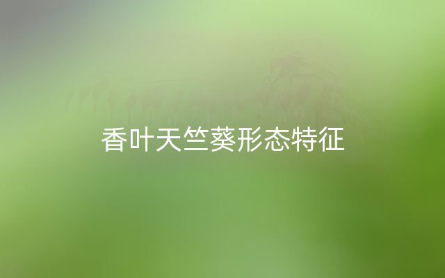 香叶天竺葵形态特征