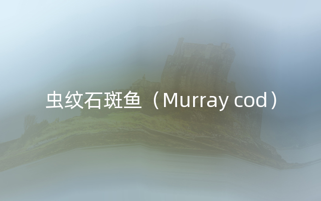 虫纹石斑鱼（Murray cod）