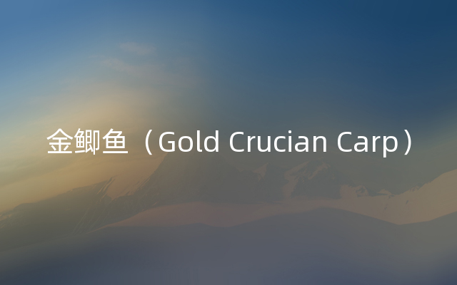 金鲫鱼（Gold Crucian Carp）