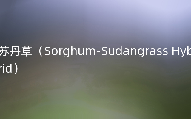 苏丹草（Sorghum-Sudangrass Hybrid）