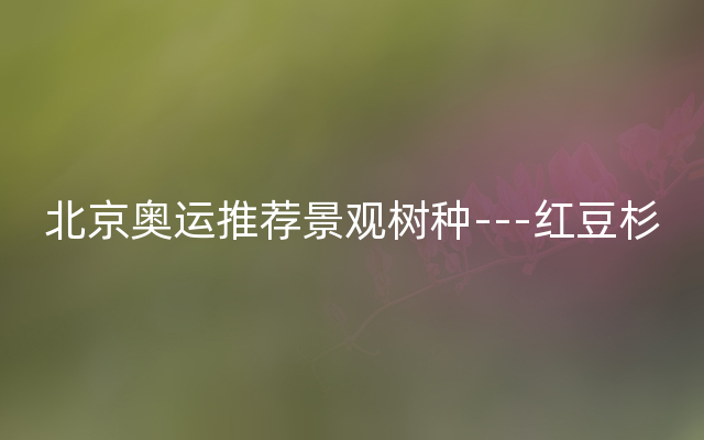 北京奥运推荐景观树种---红豆杉