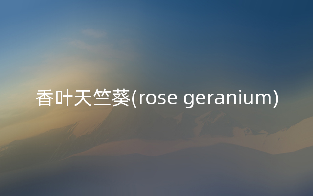 香叶天竺葵(rose geranium)