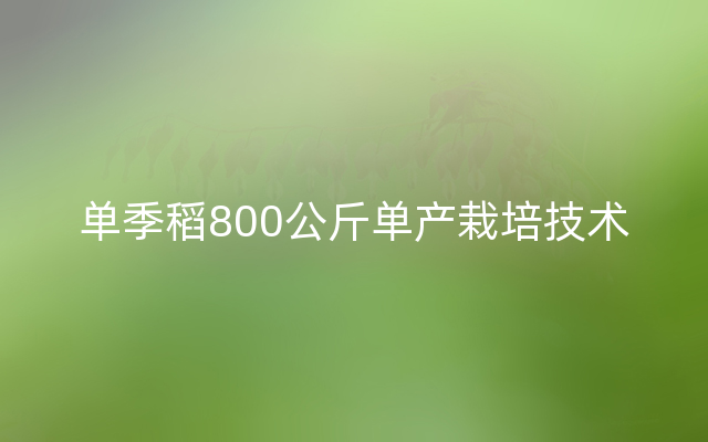 单季稻800公斤单产栽培技术