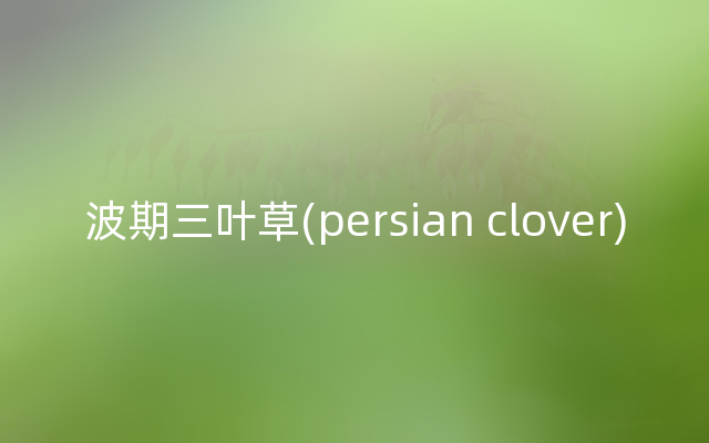 波期三叶草(persian clover)