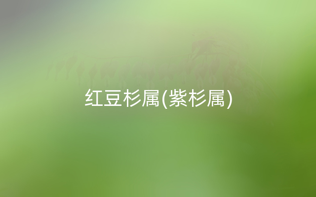 红豆杉属(紫杉属)