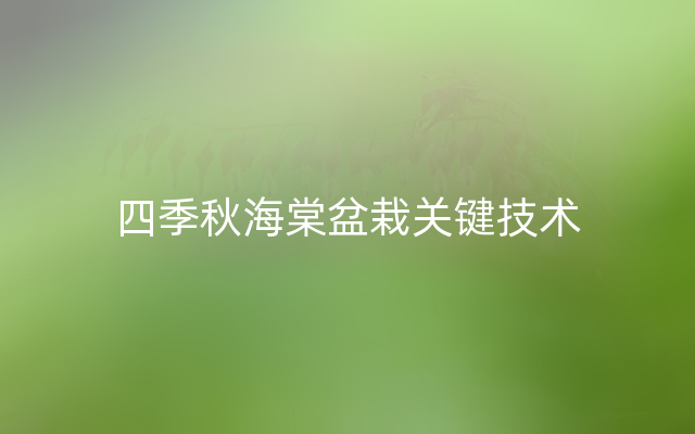 四季秋海棠盆栽关键技术